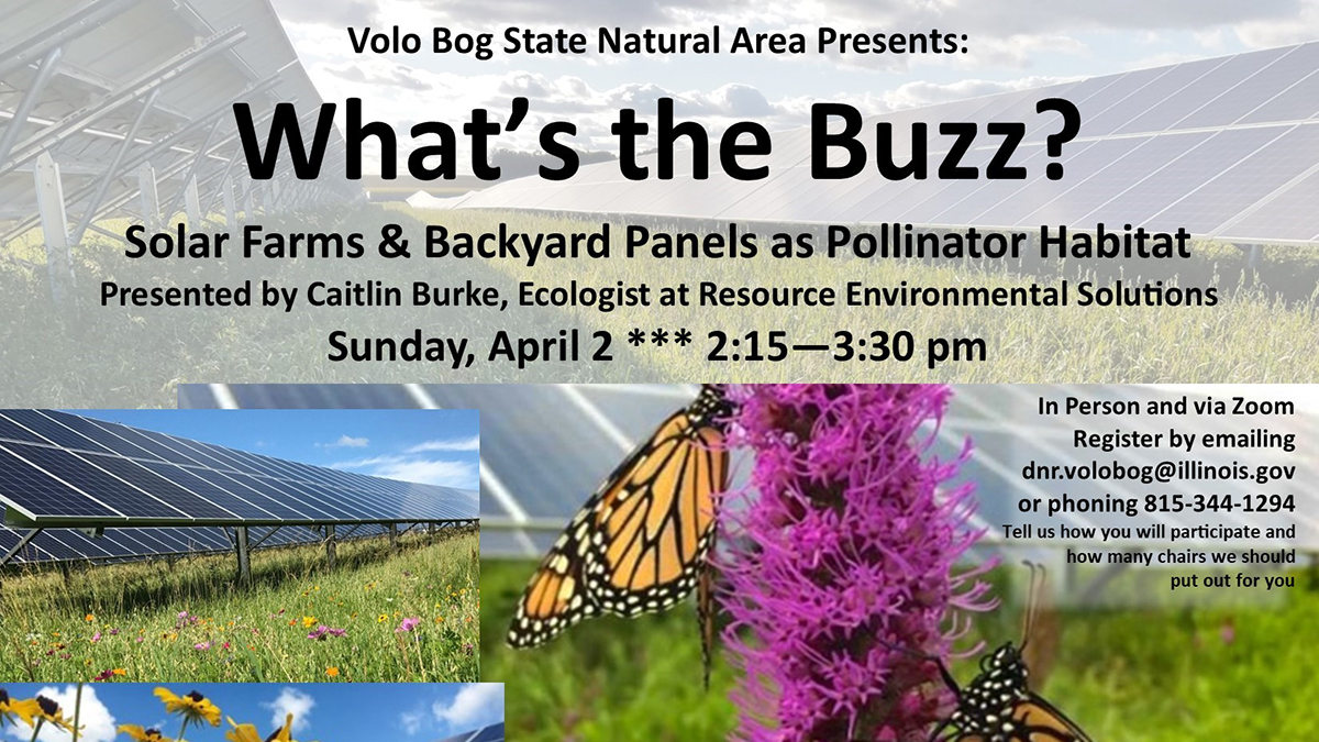What's The Buzz?: Solar Farms and Backyard Panels as Pollinator Habitat